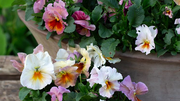 Viola wittrockiana Fancy Peach Shades foto annikasnaturligating (7).jpg