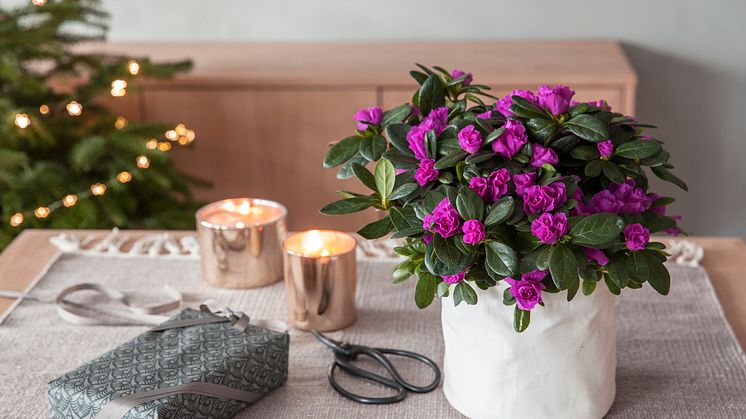 Azalea i hvit grow-in selvvanningspotte 