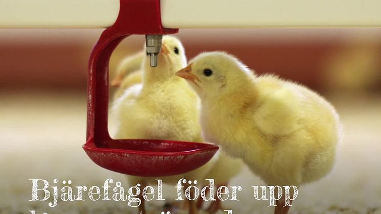 Klimatcertifierade Bjärefågel nominerade till Embla Nordic Food Awards