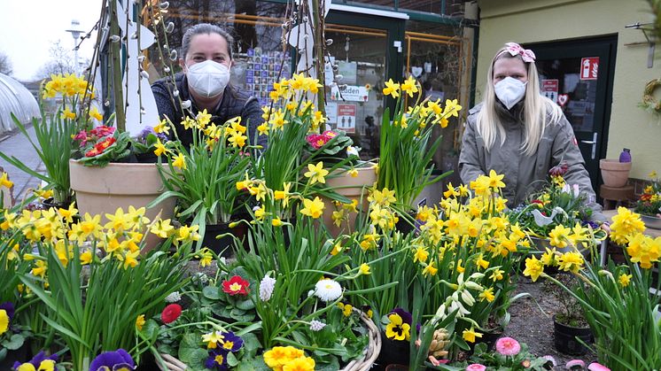 Hier blüht der Frühling bereits: In der Hephata-Gärtnerei gibt es ein reiches Sortiment an Frühlingsblumen. Auf dem Bild Floristin Sandra Schmidt und Stefanie Schrimpf von der Hephata-Gärtnerei.