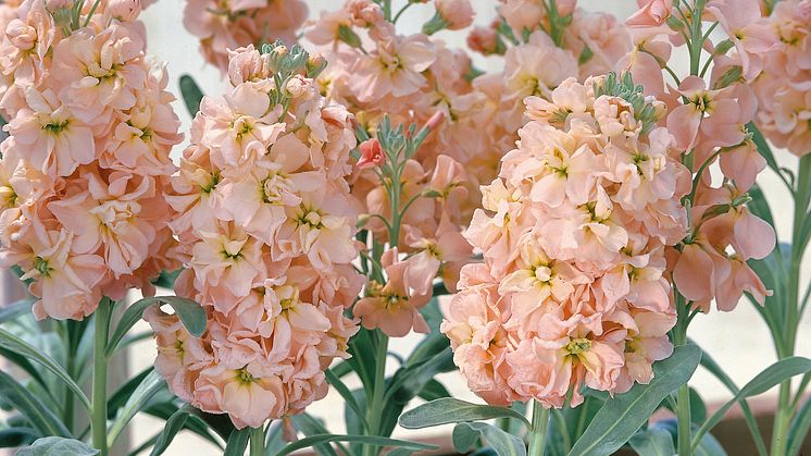 BL_Sommarlovkoja-Apricot_327687