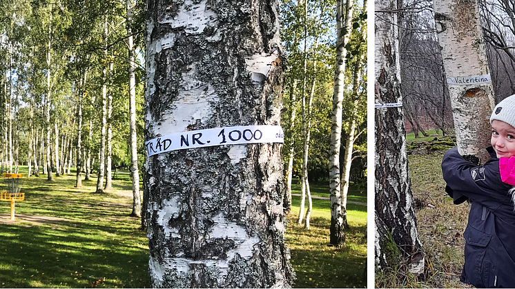 Privatpersoner har skänkt pengar och adopterat träd i Järva DiscGolfPark. Kyrkogårdsförvaltningen har anlitat konsultföretaget Hifab för att kartlägga adoptionerna och byggentreprenören NCC för att riva bort adoptionsbanden.