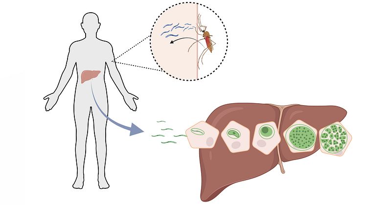 Malariaparasiter överförs genom bett av en infekterad Anopheles-mygghona. Väl inne i kroppen tar den sig in i cirkulationen och når levern, som är avgörande för att den ska kunna utvecklas och infektera de röda blodkropparna. Bild: biorender.com