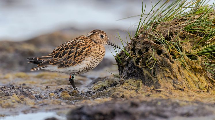 Southern Dunlin juvenile orange mint green M Ottenby Sweden June 20_fotoMattiasUllman.jpg