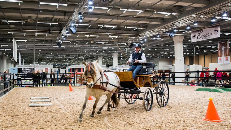 Fjordhästföreningen har uppvisning på EuroHorse 2014