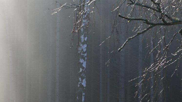 Kommande magisk vår. Midlands fotograf Håkan Jernehov tog en fin bild på sin Hymer.
