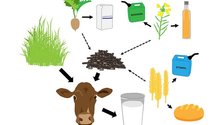 Restprodukter från tillverkning av spannmålsbaserade livsmedel, socker, matolja och biodrivmedel är goda komplement till mjölkkornas vallfoder. Illustration: Johanna Karlsson