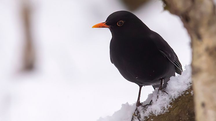 Koltrast, årets bubblare i Vinterfåglar Inpå Knuten. Foto: Kent-Ove Hvass