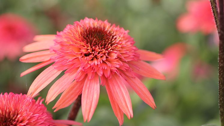 Blomsterlandets perenna växtnyheter 2014