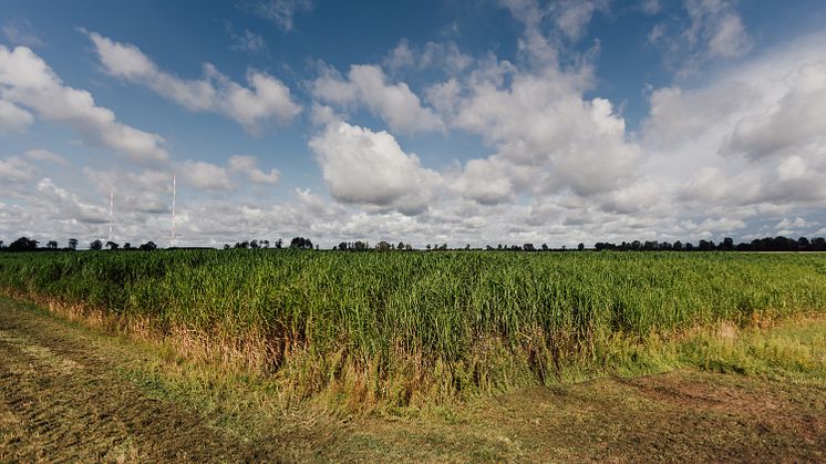 Floragard_Miscanthus x giganteus Feld
