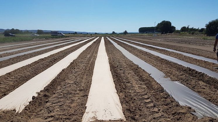 Smurfit Kappa kombinerar hållbarhet med innovation och skapar revolutionära AgroPaper 