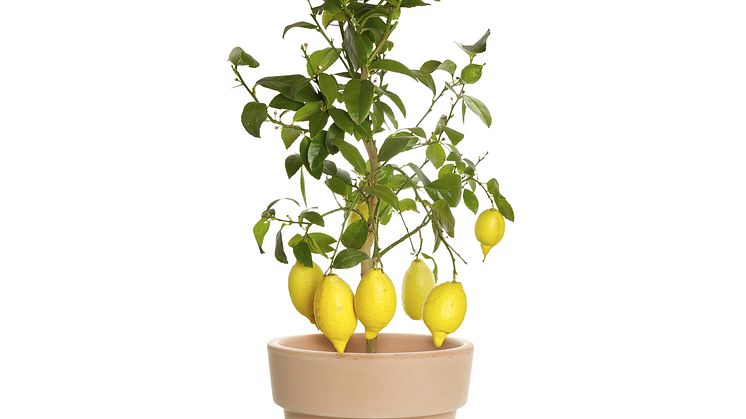 citron