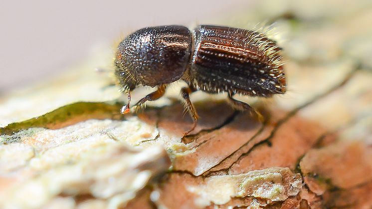 Den förödande granbarkborren, Ips typographus. Foto: Erling Jirle