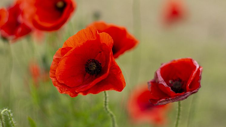 New research finds that 40 percent of military widows feel lonely or socially isolated