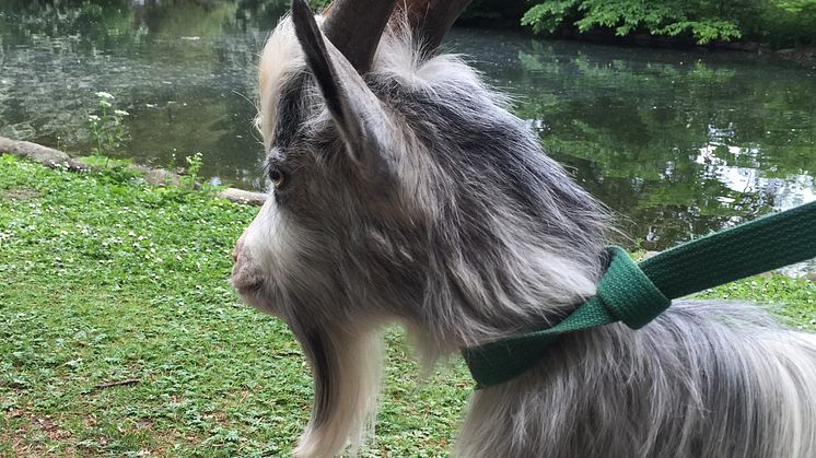 Miljövänliga naturvårdare med bockskägg till ön i Slottsparken