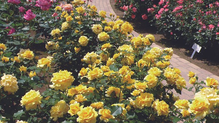 Ashikaga Flower Park(8)