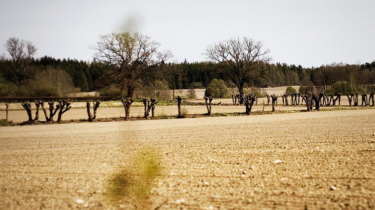 ​Allvarliga följder för lantbrukets lönsamhet i torkans spår