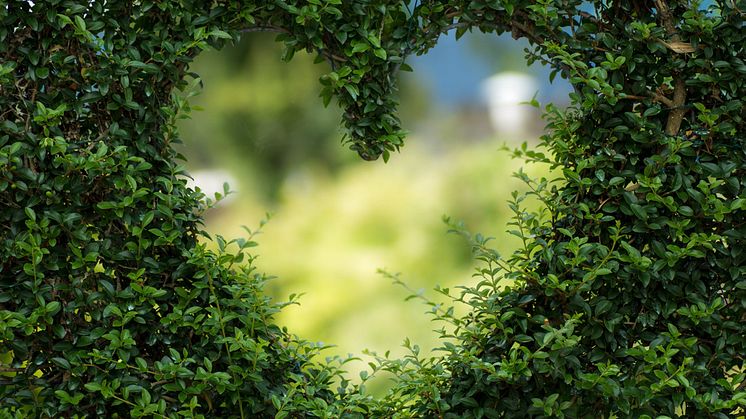 pexels-pixabay-255441-hjärta_MND.jpg