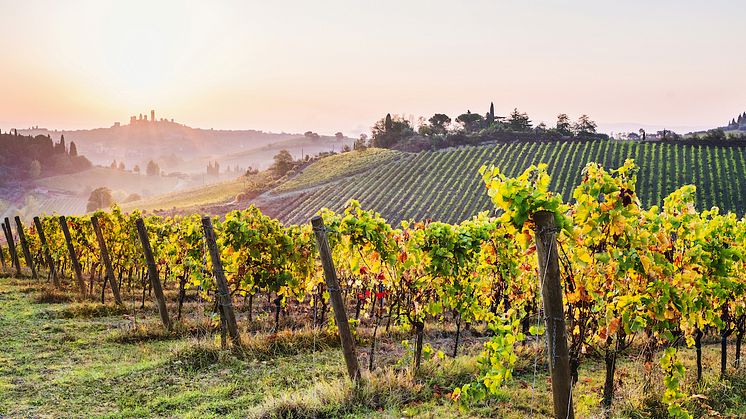 Exklusiv weblansering – tre viner från Domaine Jean-Louis Chave