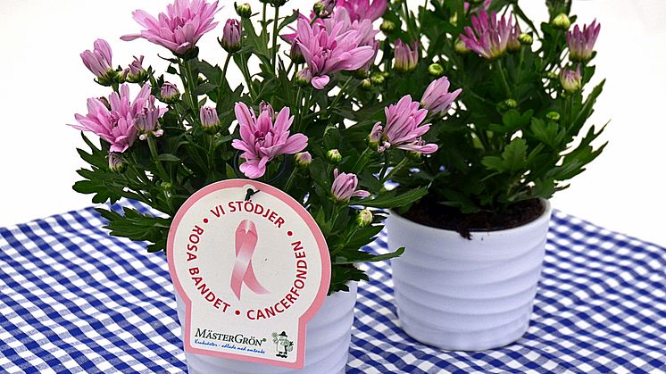 Dagens Rosa Produkt 12 oktober - en Krysantemum från Mäster Grön