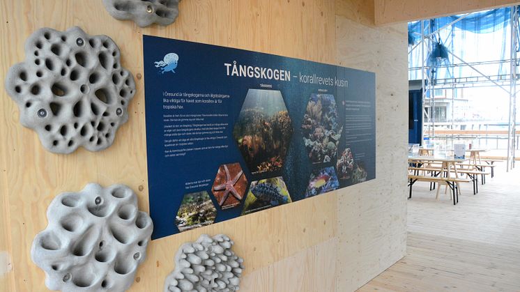 Havoteket-tångskogen