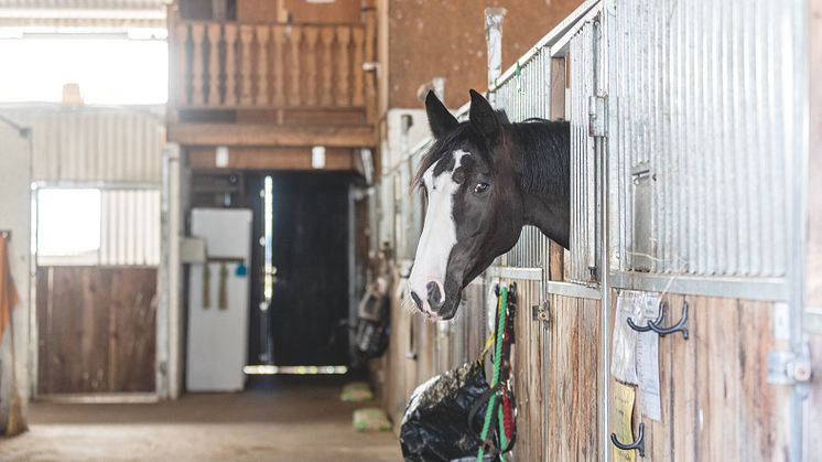 Stallbesiktningen är utformad med fokus på hållbara hästar, miljö och säkerhet. Foto: Fredrik Jonsving