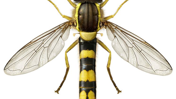 Sommarens fluga – en färgglad tvåvinge