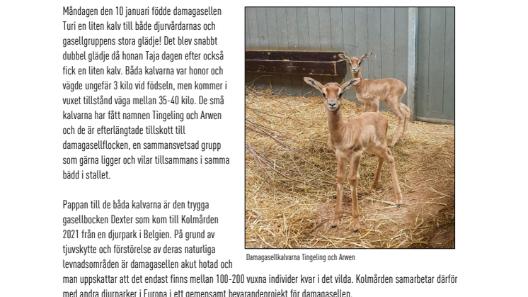 Sveriges första damagasellkalvar födda på Kolmården.pdf