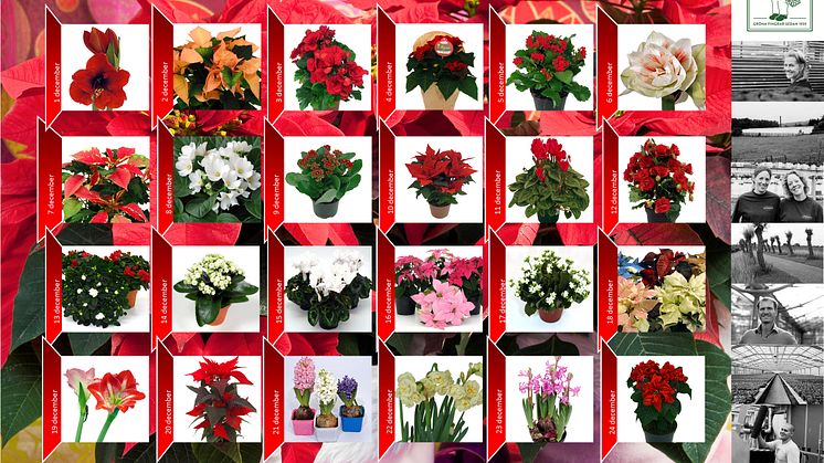 En blomstrande julkalender från den skånska trädgårdsmästaren