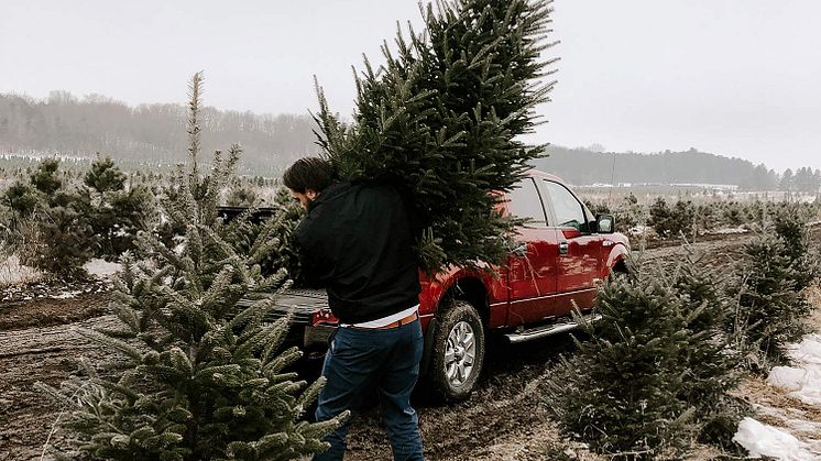 Auch für den sicherenTransport des Weihnachtsbaums sind einige Vorschriften zu beachten. Foto: Julianna Arjes/unsplash.com