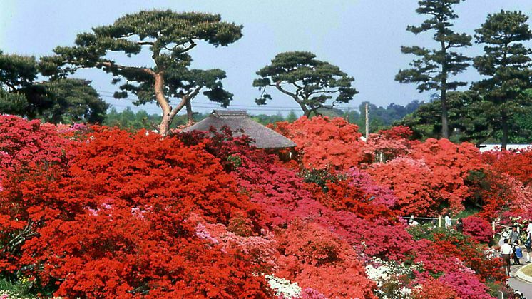 Tsutsujigaoka Park(3)