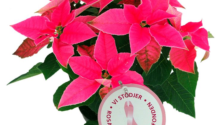Dagens Rosa Produkt 1 oktober - en Höststjärna från Mäster Grön