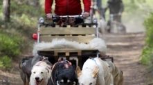 Nystedts Husky Tur & Natur vinner Årets Turismpris i Jönköpings län
