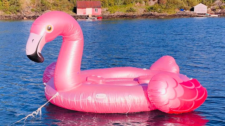 Flamingo på avveie2_Foto Gjensidige.jpg