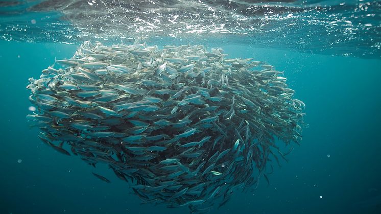herring2