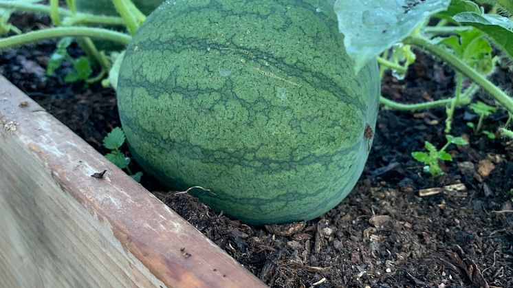 Vattenmelon 3 (kopia).jpg