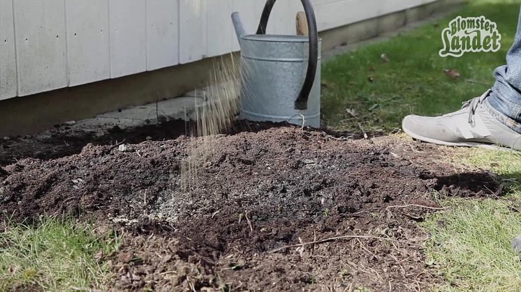 Plantera tulpanlök