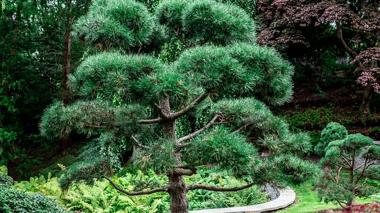 Japanska trädgården