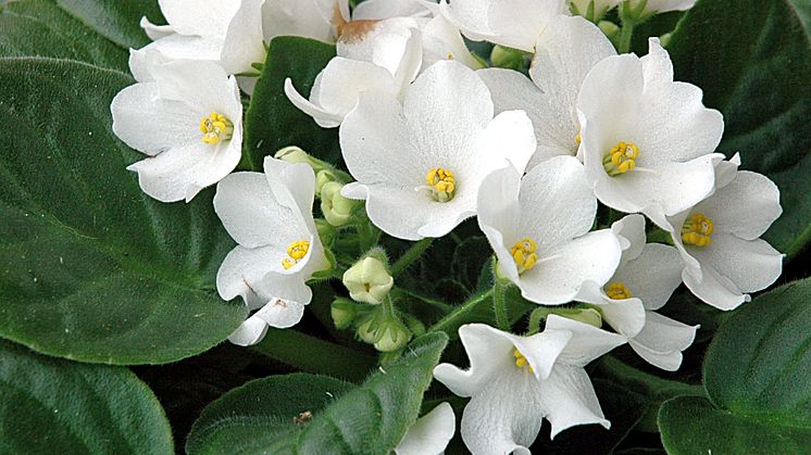 Lucka nr 8 - Vit Saintpaulia i en Blomstrande Julkalender