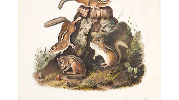 John James Audubon, Amerikansk jordekorre (American Chipmunk), 1843. Crystal Bridges Museum of American Art Bentonville, Arkansas, 2006.28. Photo Edward C. Robison III, 1x1