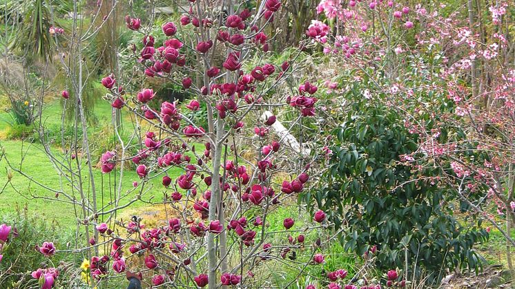 Magnolia 'Genie'