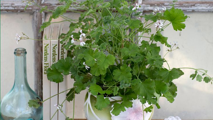 Muskotpelargon / Marias blomma  Pelargonium x fragrans Grönt Kulturarv U-40