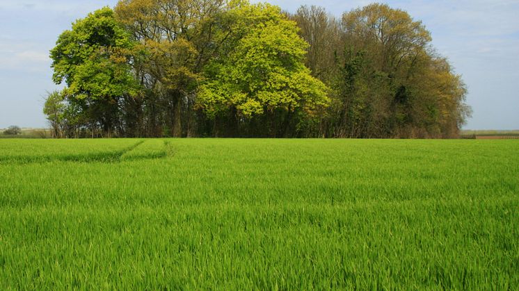 Skogsdunge, foto: Pieter DeFrenne.