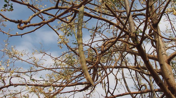 Närbild på en frökapsel från "mirakelträdet" Moringa oleifera 
