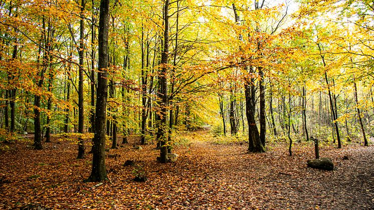 Foto: Lunds kommun