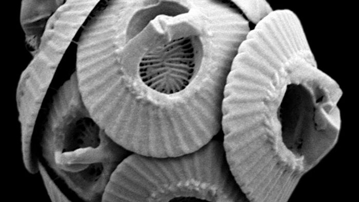 Gephyrocapsa oceanica