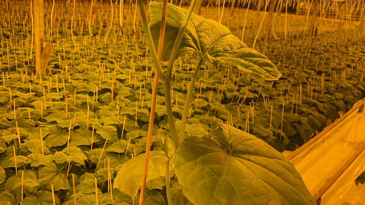 plantor.jpg