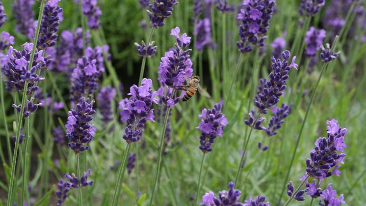 Känn en doft av lavendel i sommar