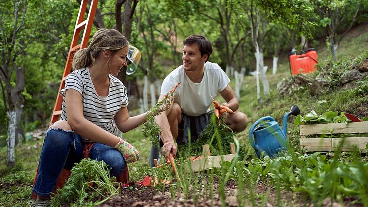 Umweltfreundliche Gartenpflege: Schafwollpellets als natürlicher Dünger im Frühjahr