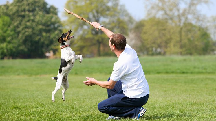 Hit drömmer hunden om att få resa_1